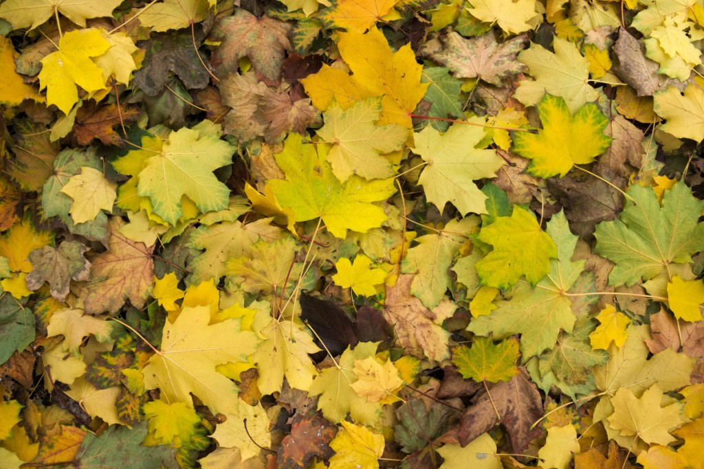 Yellow autumn leaves