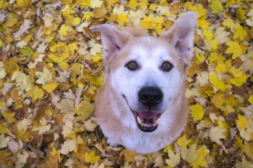 Akita mix and yellow leaves | Caliope Couture