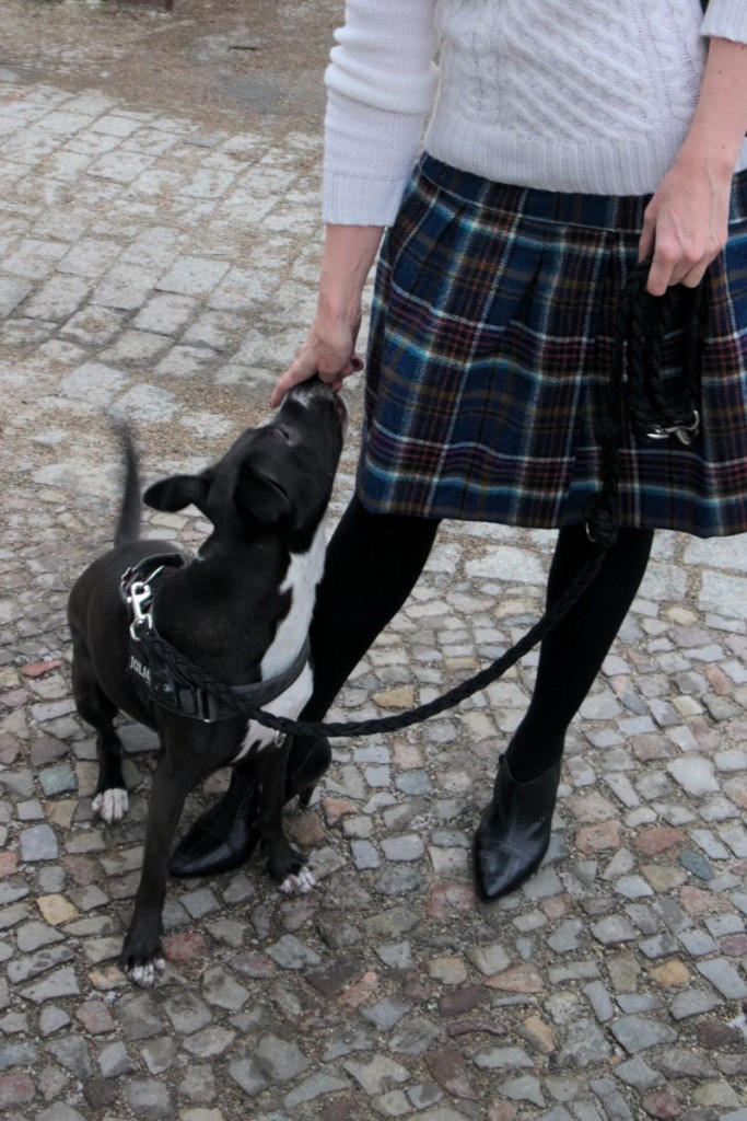 Boden British Tartan Skirt and Basenji Mix