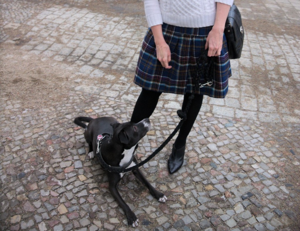 Boden British Tartan Skirt and Basenji Mix