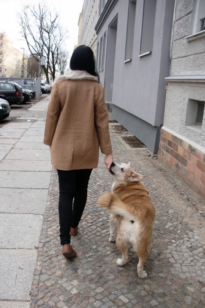 Akita and Camel Coat Casual