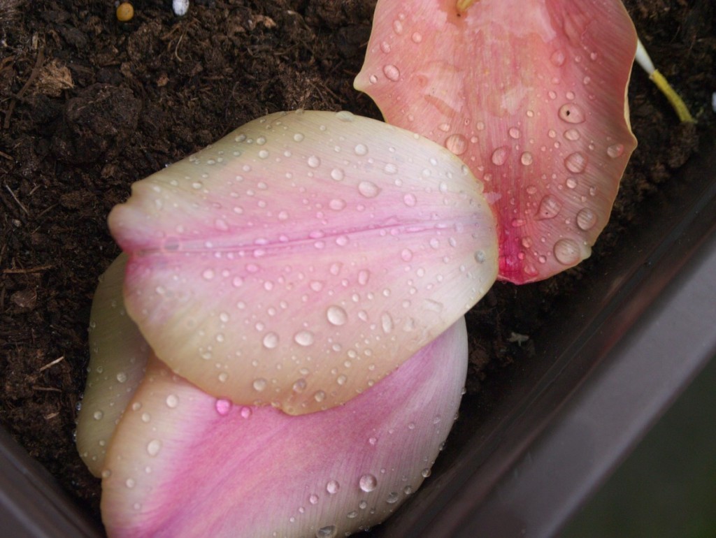 raindrops on pastel pink tulip petals