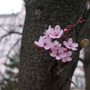 cherry blossom - sakura