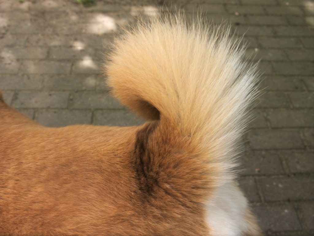 Akita curly tail