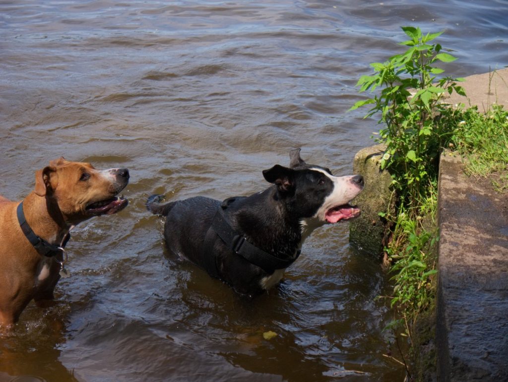 two American Staffordshire mix dogs in the Spree at Treptower Park