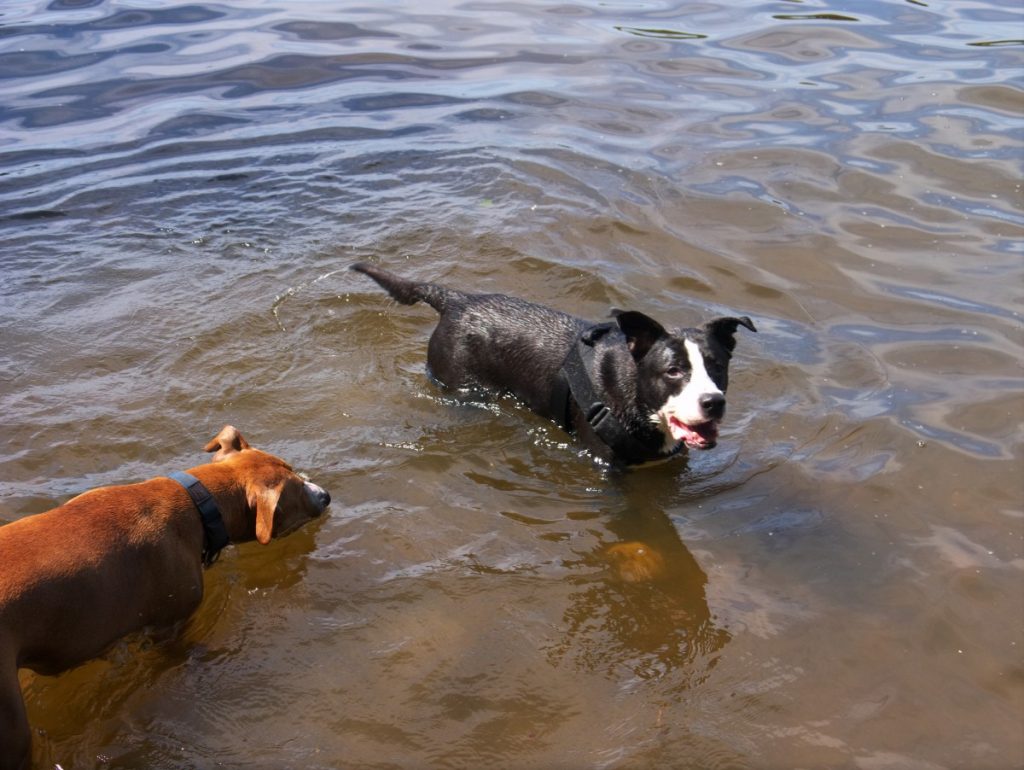 dogs swimming at Treptower Park