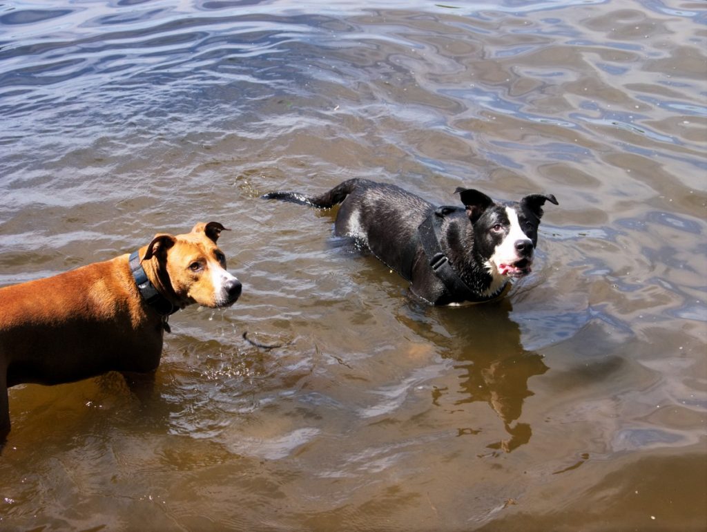 dogs swimming at Treptower Park