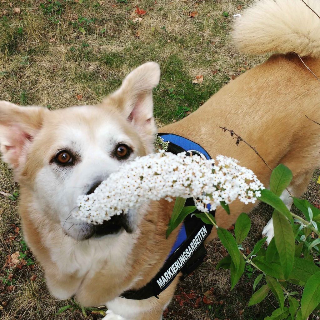 Akita smelling the flowers