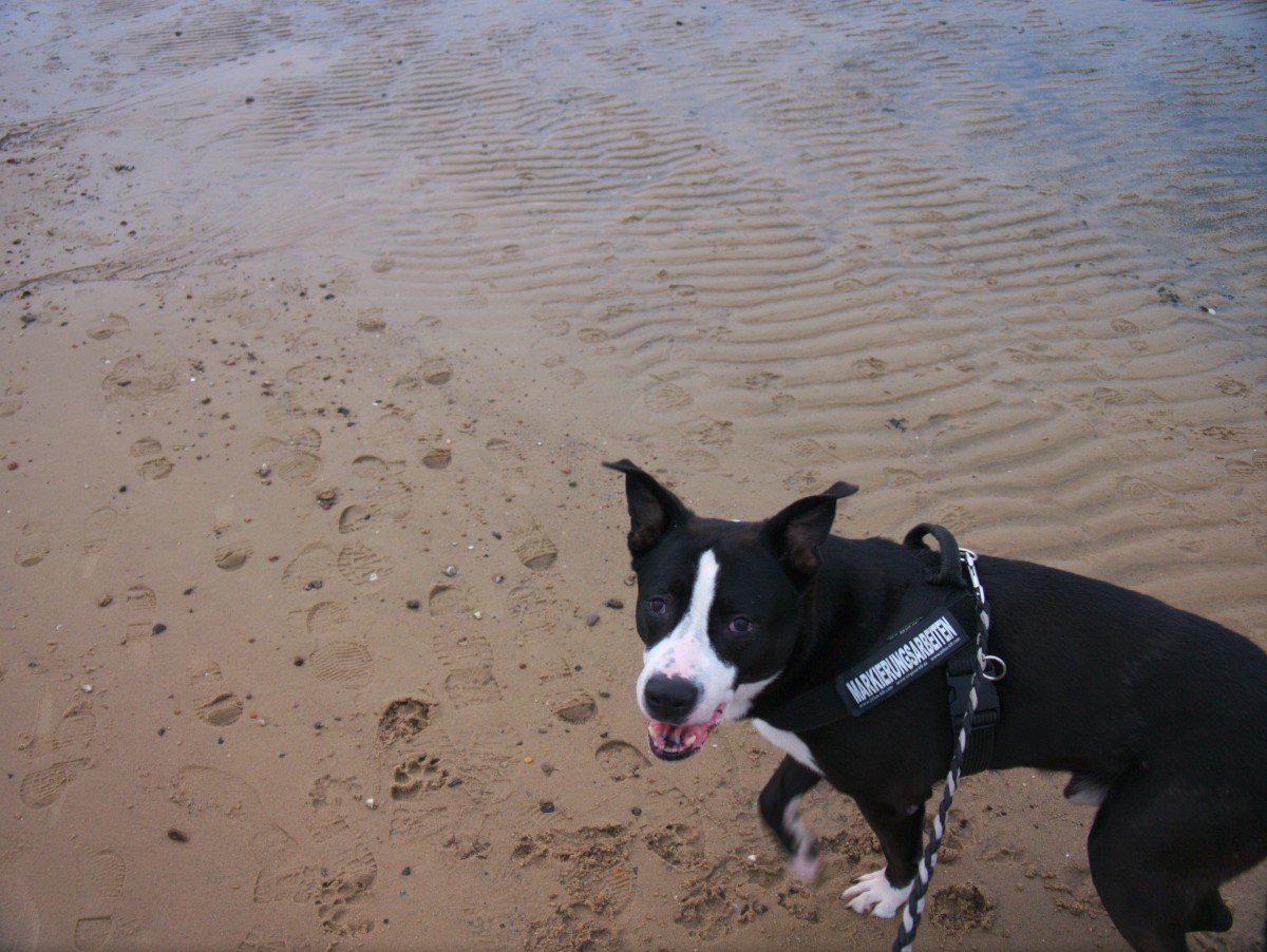 black and white staffordshire mix at wadden sea beach