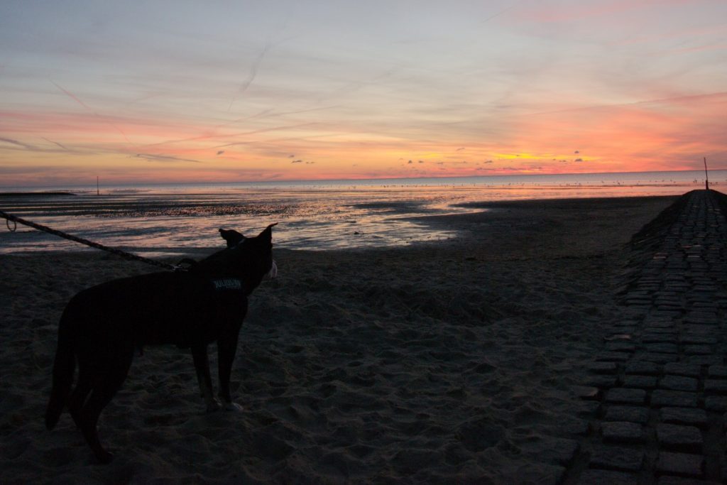 dog at sunset over the Wattenmeer