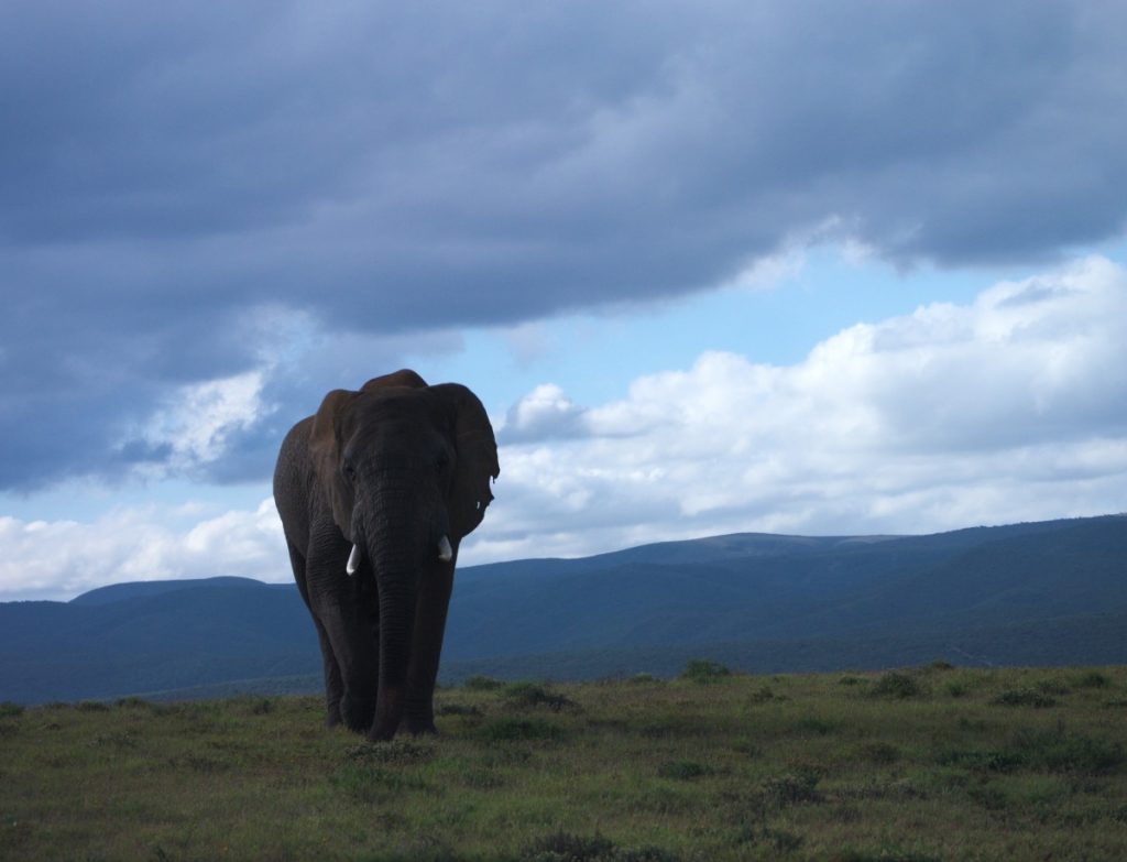 male african elephant in Addo Elephant National Park