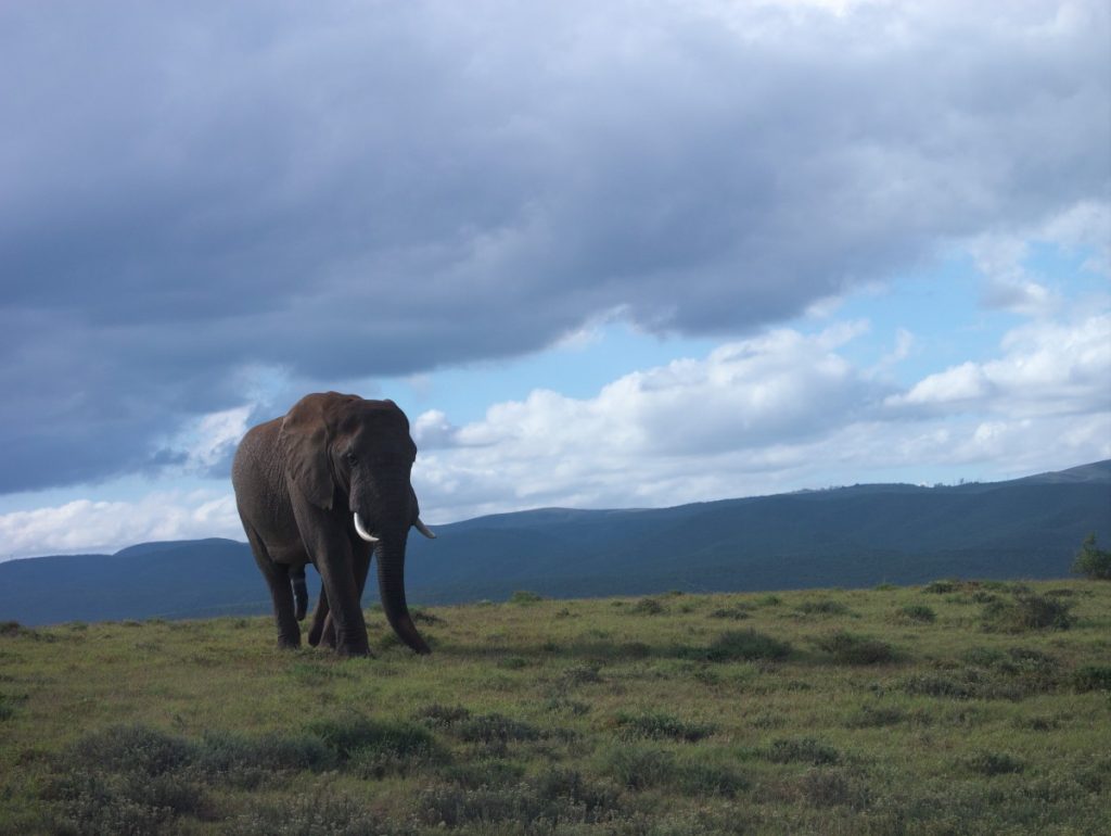 male african elephant in Addo Elephant National Park