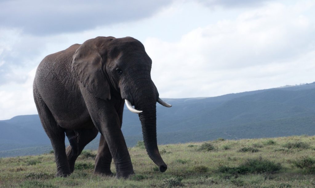 male african elephant in Addo Elephant National Park