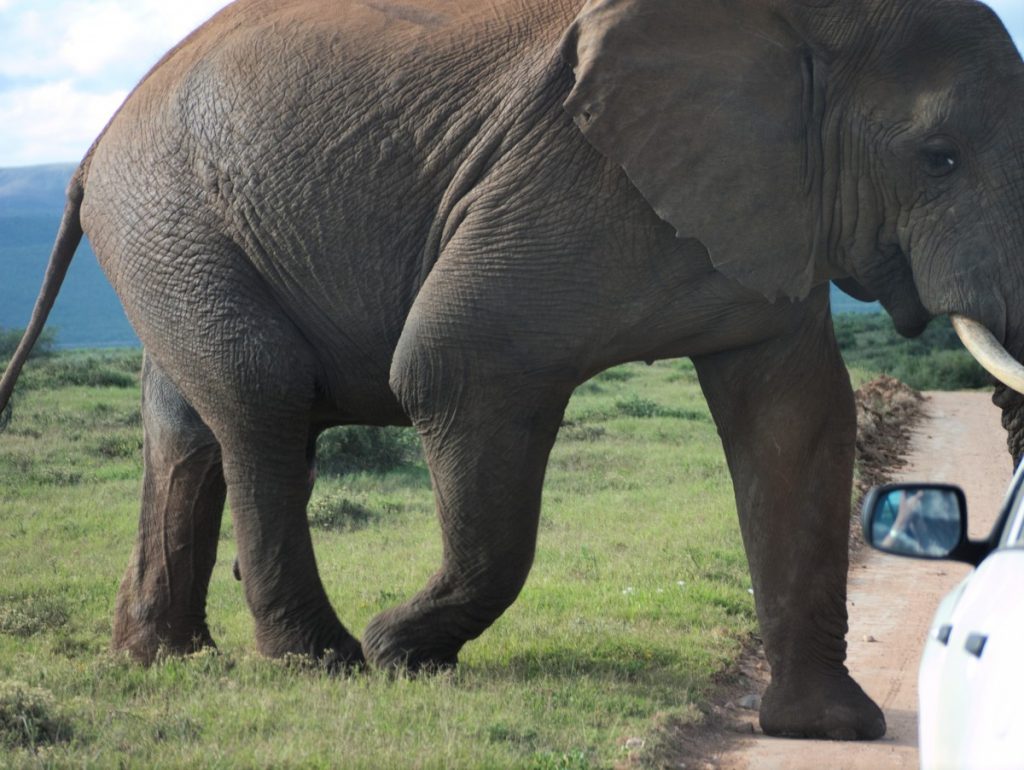 large male African elephant in Addo Elephant National Park