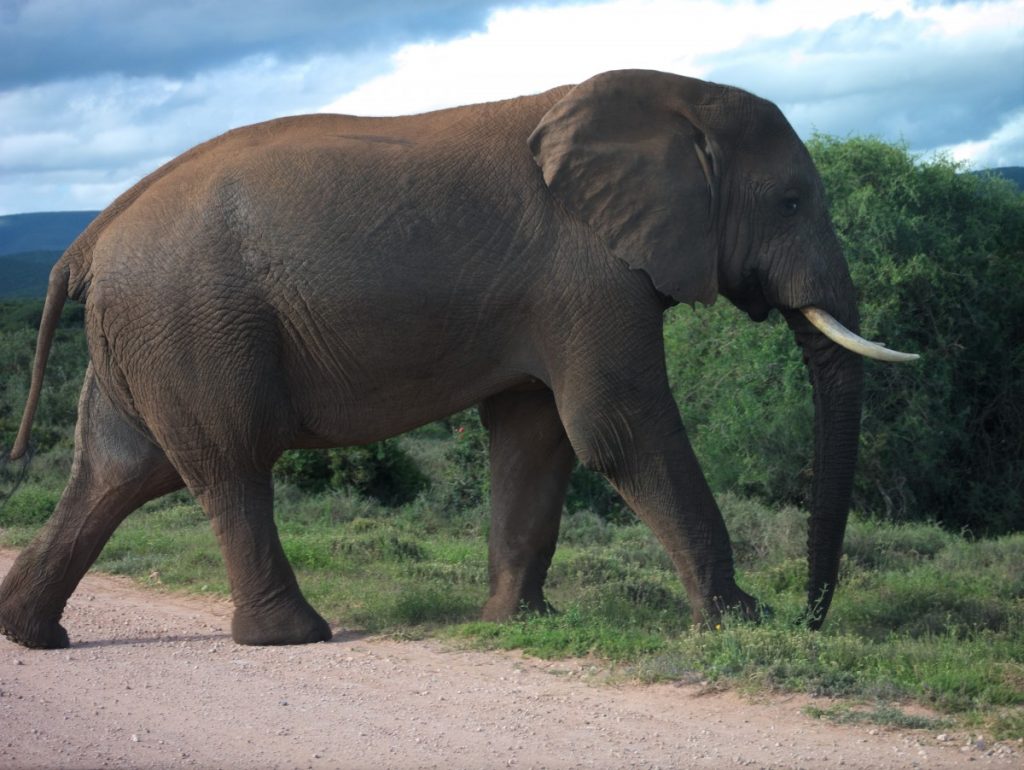 large male African elephant in Addo Elephant National Park