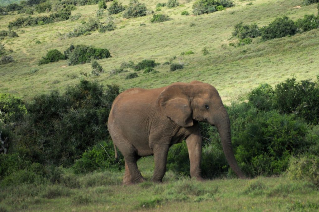 african elephant in Addo Elephant National Park