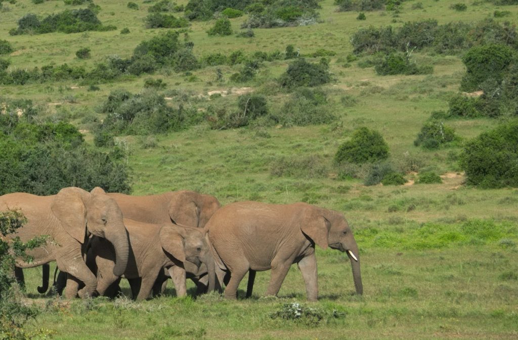 african elephant in Addo Elephant National Park