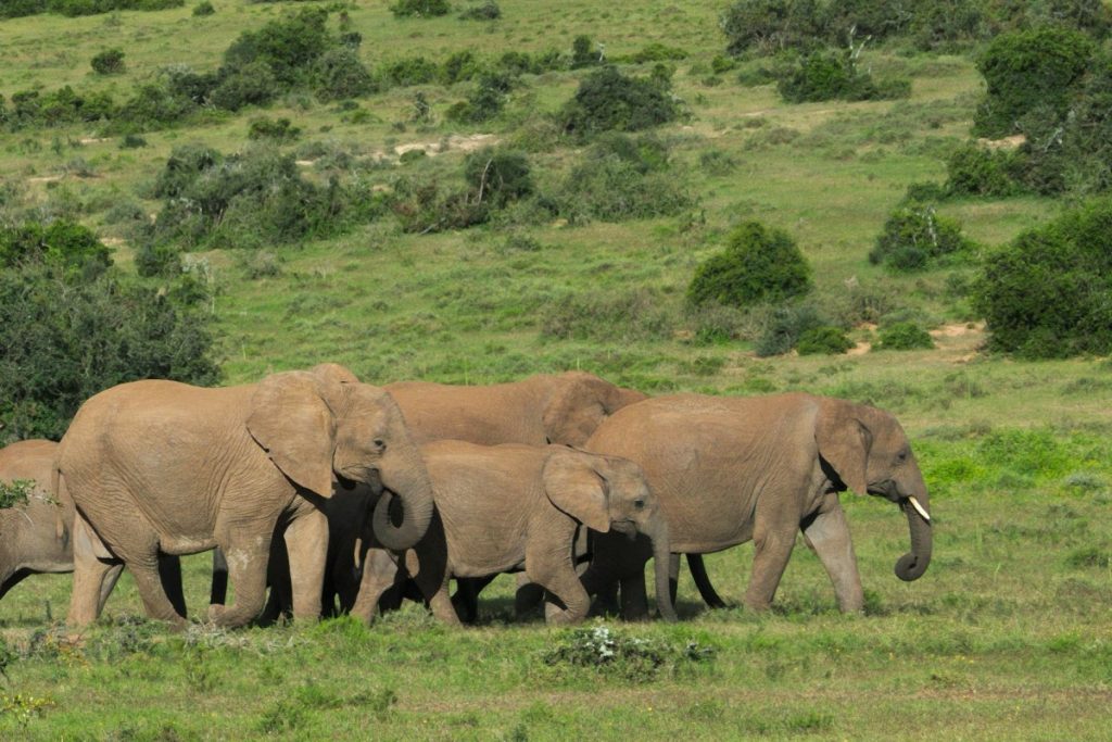 mothers and calves african elephant in Addo Elephant National Park