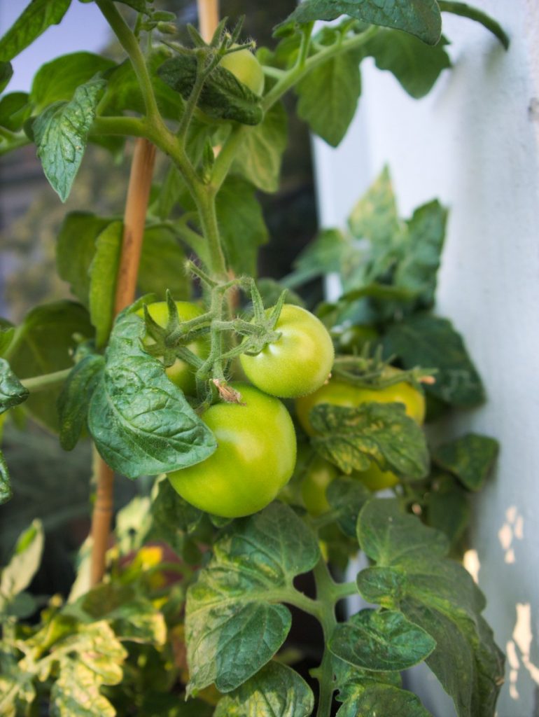 urban gardening green tomatoes
