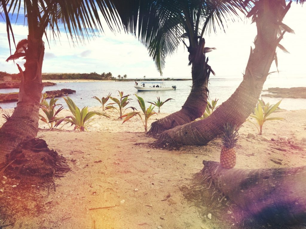 unsplash palmtrees and beach