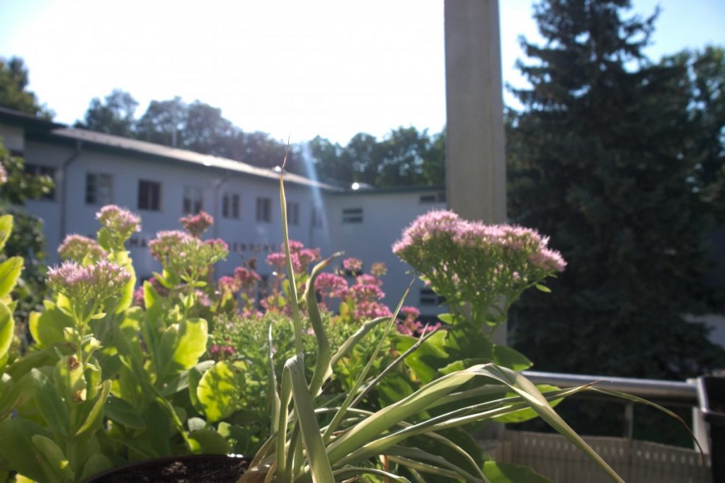 sedum in the september sun