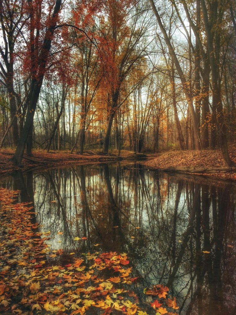 autumn forest