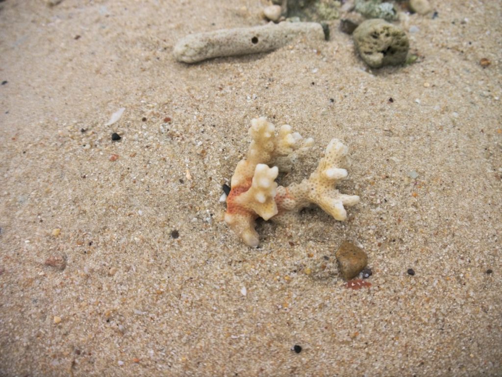 corals on the beach