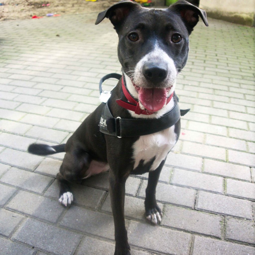 black and white Basenji mix