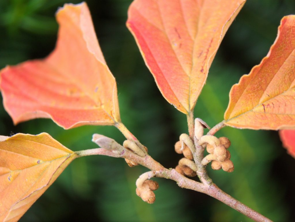 fall leaves Hamamelis