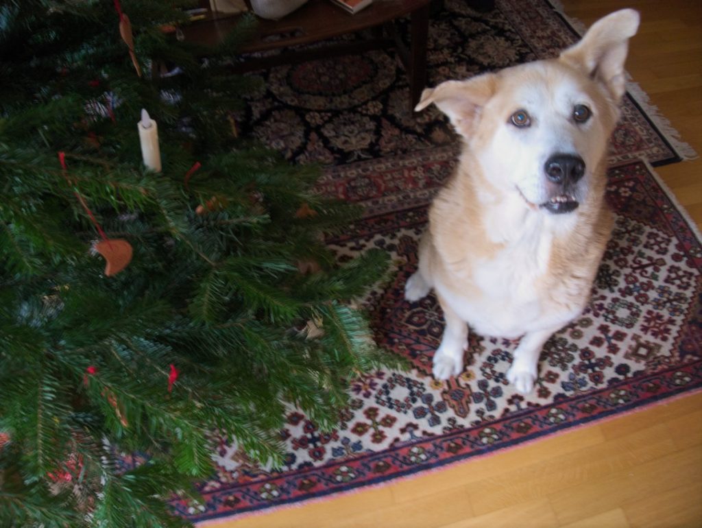 akita under christmas tree