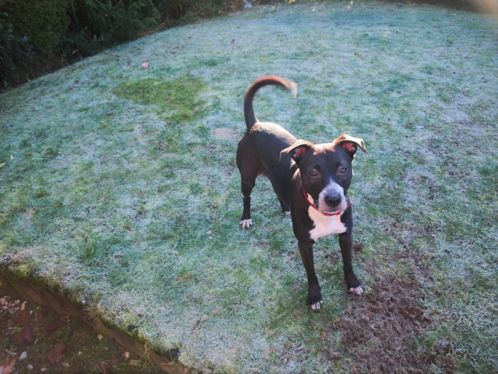 black and white basenji mix on frozen lawn