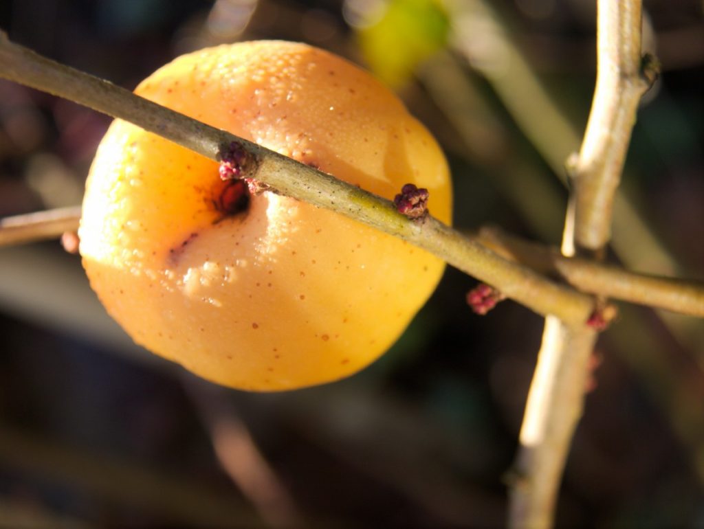 quince in winter