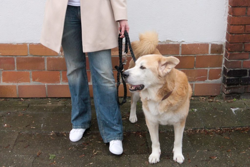 flared jeans, white sneakers and akita