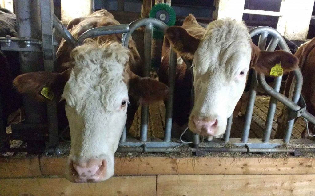 cute cows