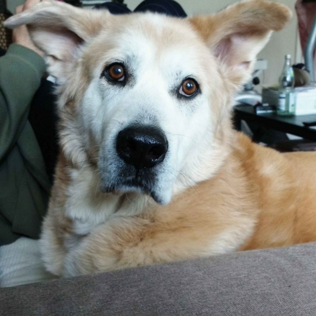 portrait of senior Akita mix dog