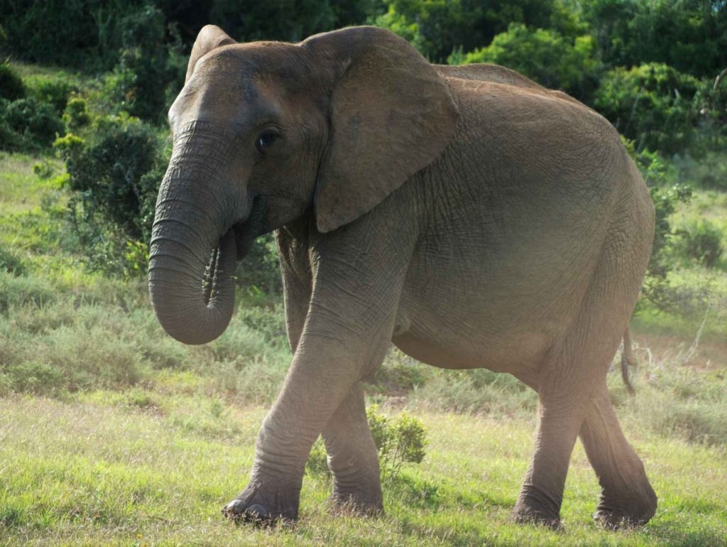 African elephant in Addo National Park at golden hour