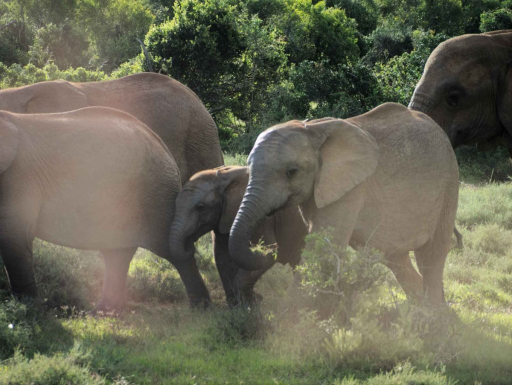 African elephants in Addo National Park