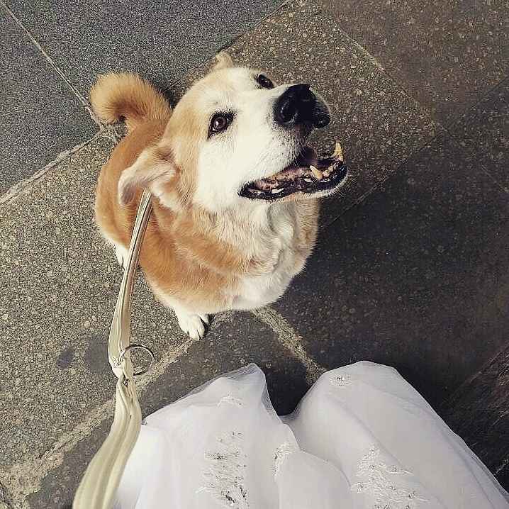 akita as best man at the wedding