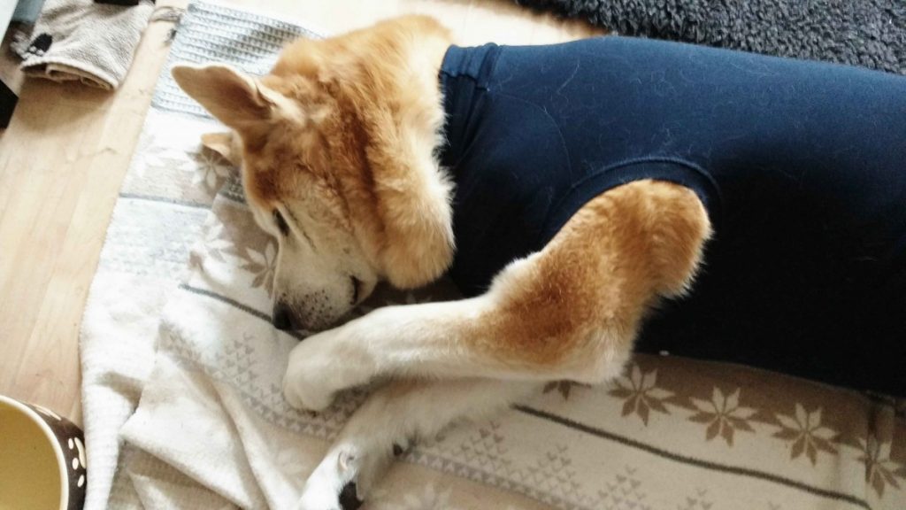 akita in leotards after surgery